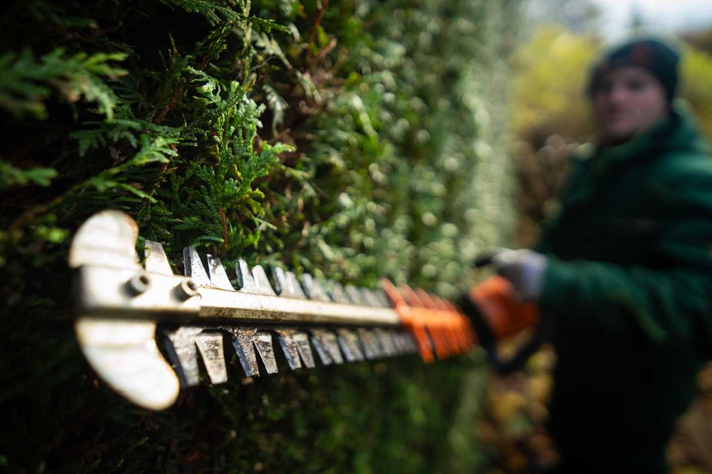 Mitarbeiter schneidet mit einer Heckenschere eine Hecke an der Außenanlage